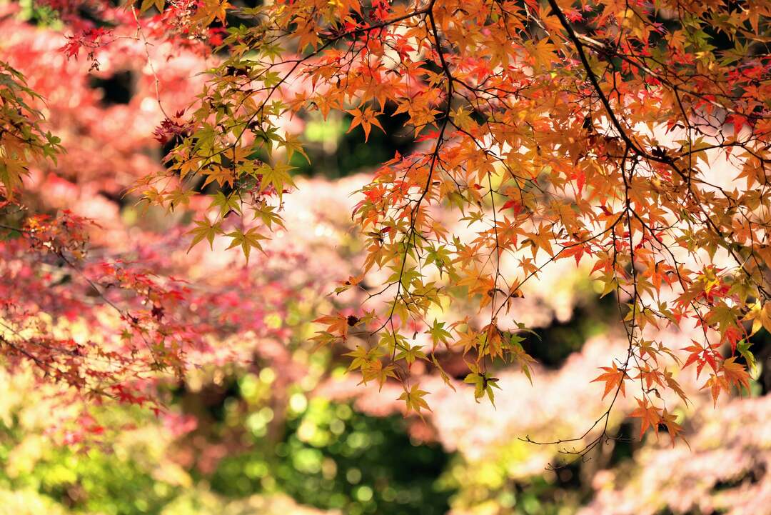 Thumb befc1c40 4541 46cf af87 de049169e23d