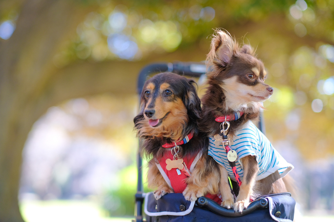 Thumb 1a483753 ae77 4386 b915 d4cebc315950