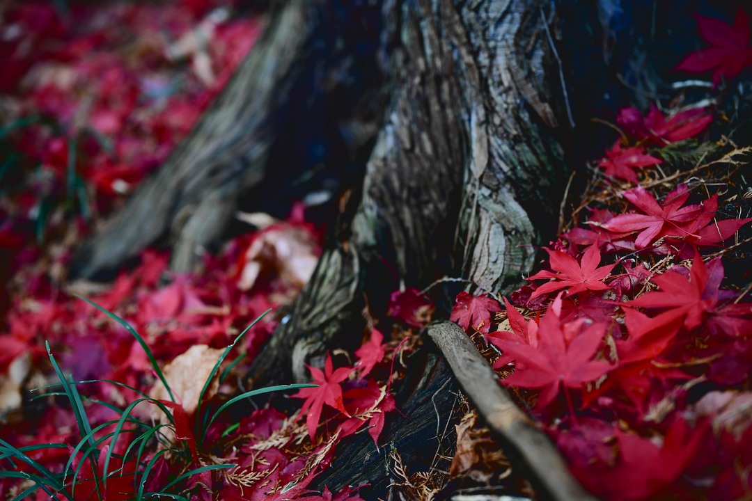 Thumb beb0dd70 3117 4c22 b163 cef2da5c5009