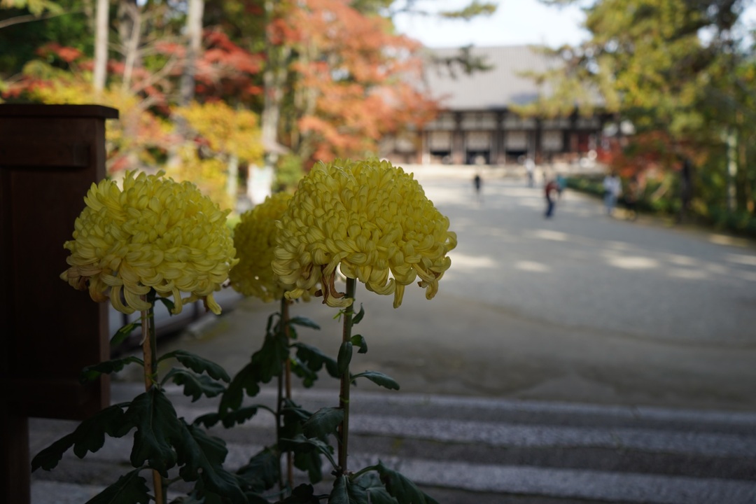 Thumb 6e5dc237 99f1 42d4 959b 0990e3c72515