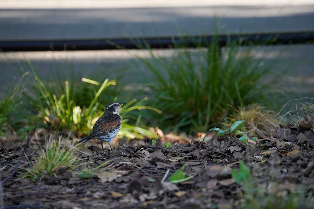 Thumb 068f5f1f bfe5 42bb 80bc 69224277f856