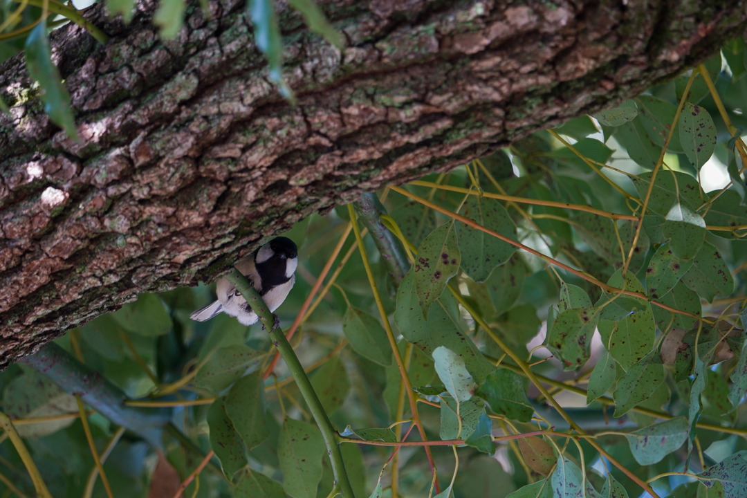 Thumb c9bae10a 4aff 40cf a105 88823c716a72