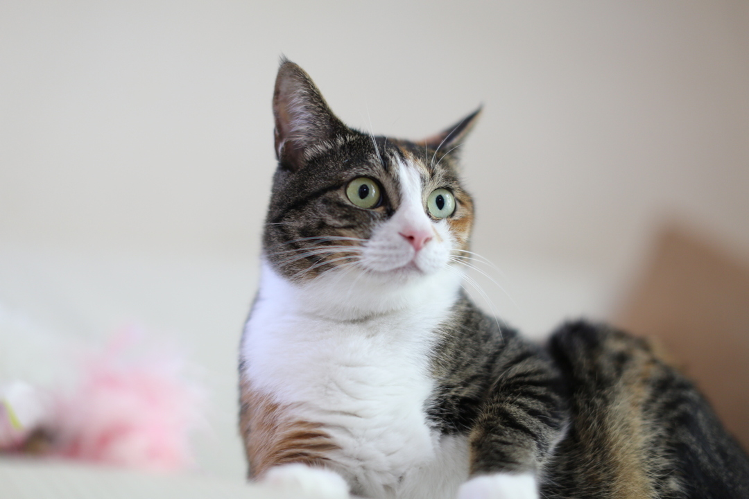 Thumb 0672d903 af3d 4fd8 9722 8446c33d381a