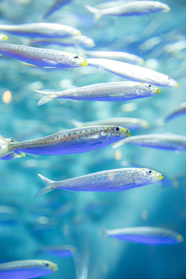 Thumb f1b04d49 1b4a 4f90 993b e7a4468f4989