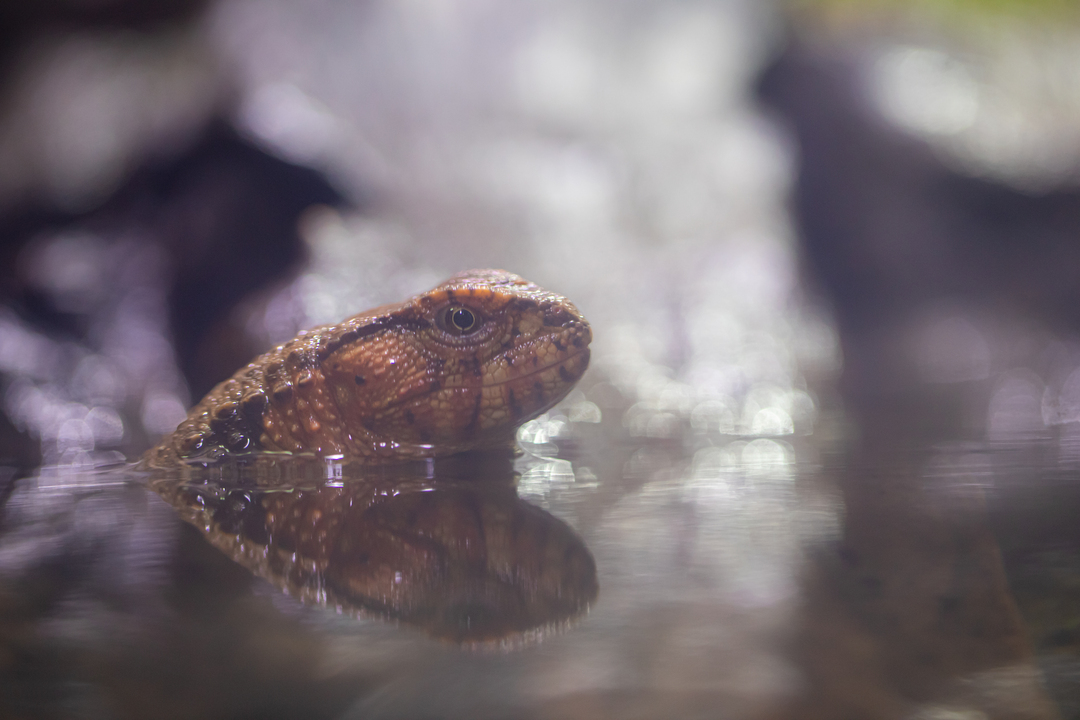 Thumb 4d876813 b078 4670 b7ca 51b8972fcf6f