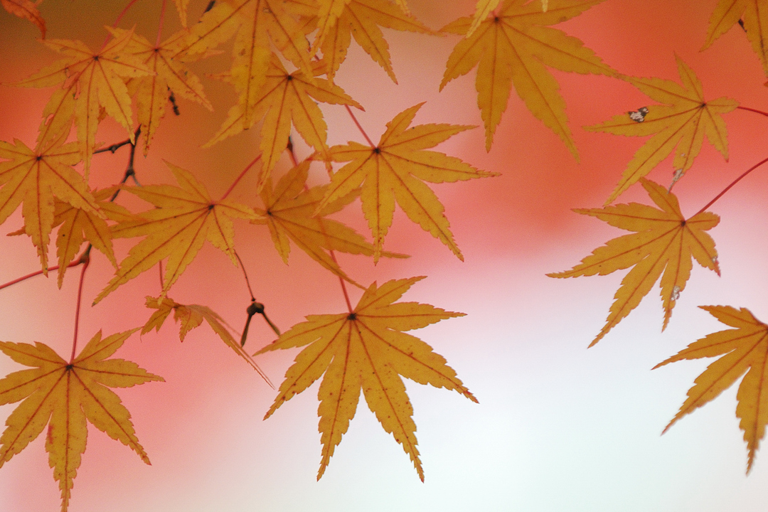 Thumb 52aae298 ef3e 41f8 81c5 4a8399e40705