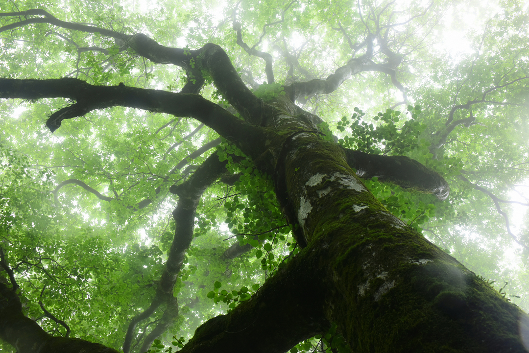 Thumb 1e1c2f55 5d5e 4452 8392 42db180d994b