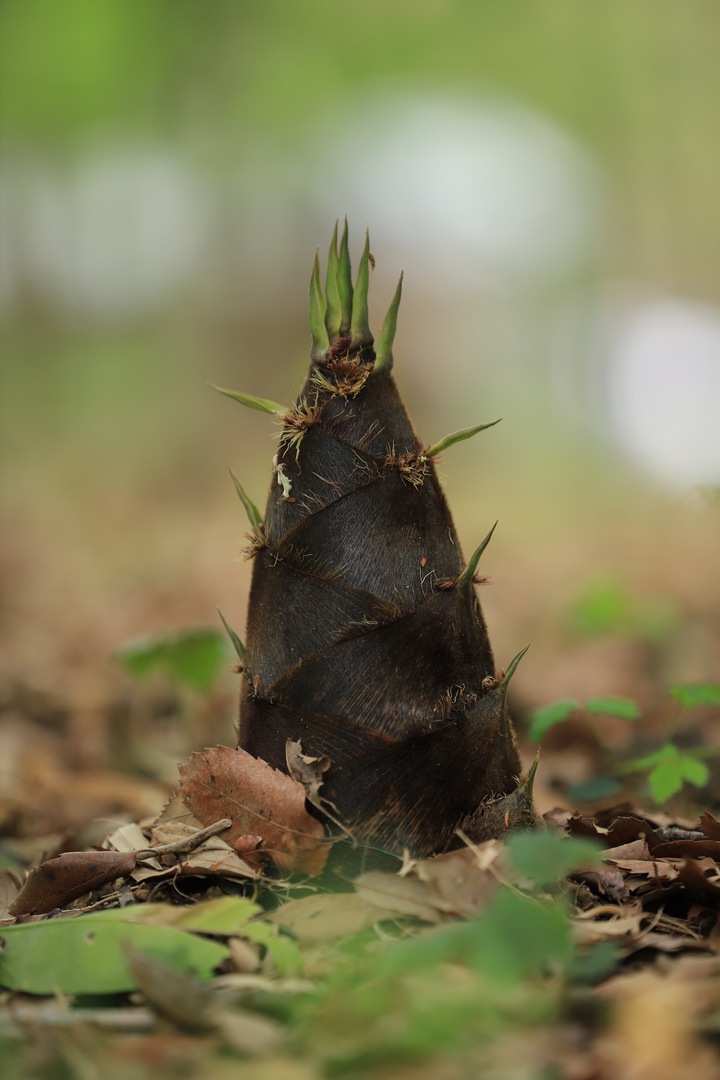 Thumb 167585a4 7332 4964 ab6f cc4c8796e500