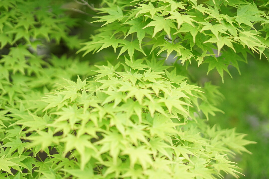 Thumb 0905b979 a5d9 4423 9318 0777d5db138f