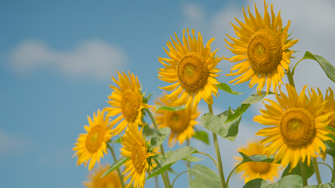 Thumb 88380ec3 e5f3 4289 b71a 08426c5daaf8