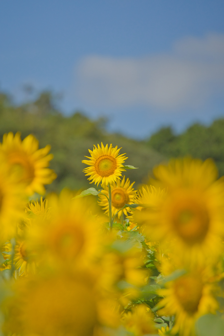 Thumb 04a09582 eff0 47e8 b32f cf87f006fbab