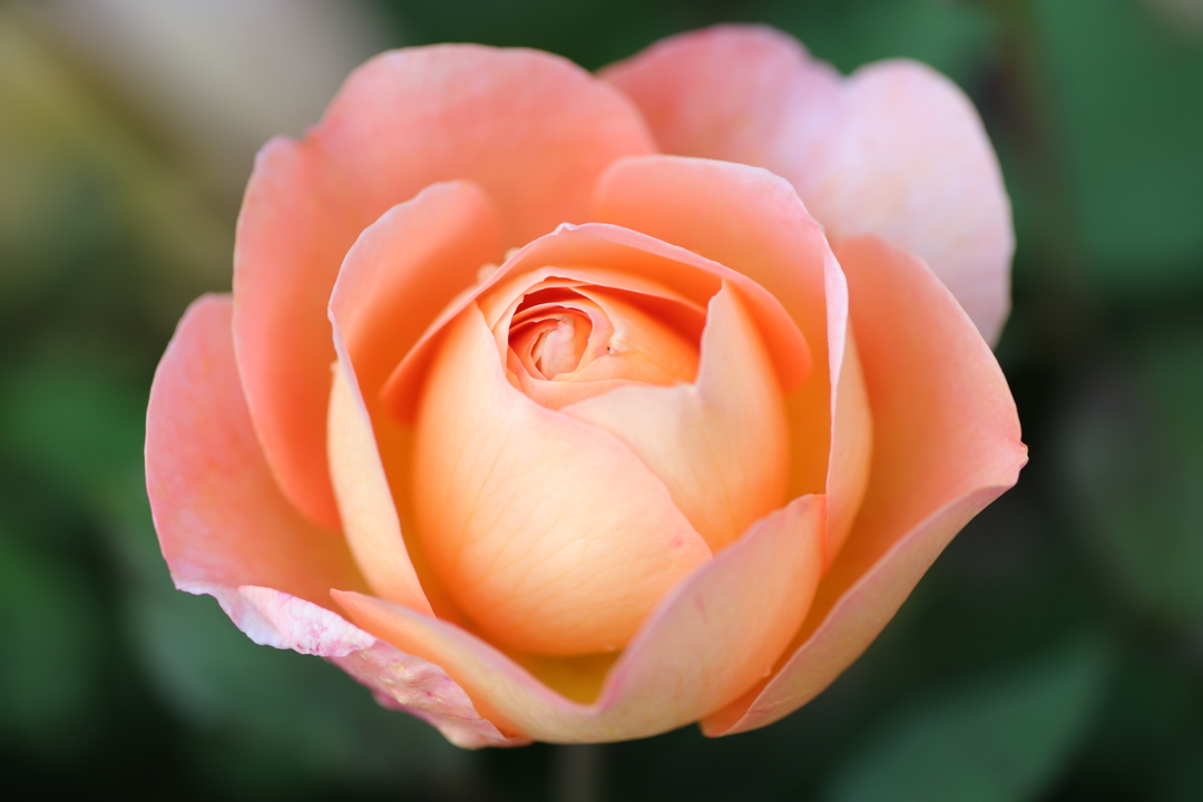 Thumb 4044c88d dfa0 490e acd8 28142a9ec7b9