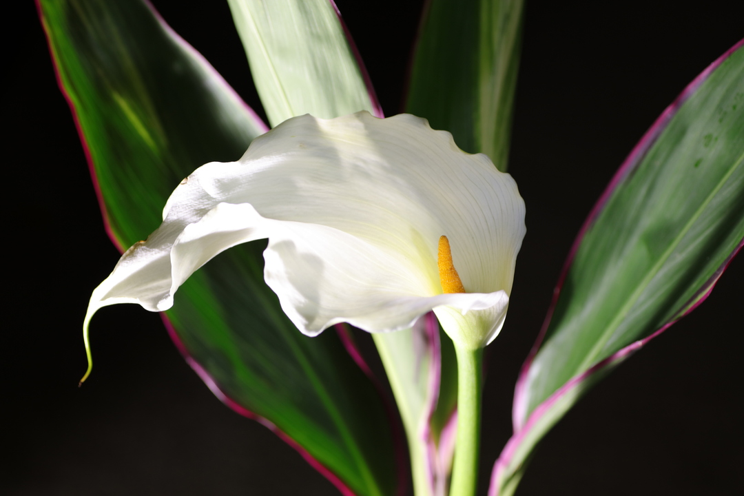 Thumb fe954968 082d 4494 aa2b c94958e128a2