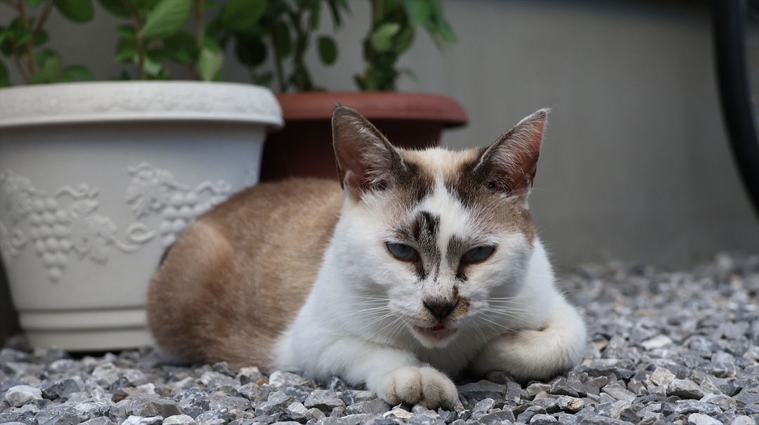 Thumb 68f98685 0868 4cac 92b0 9f26e00283e1