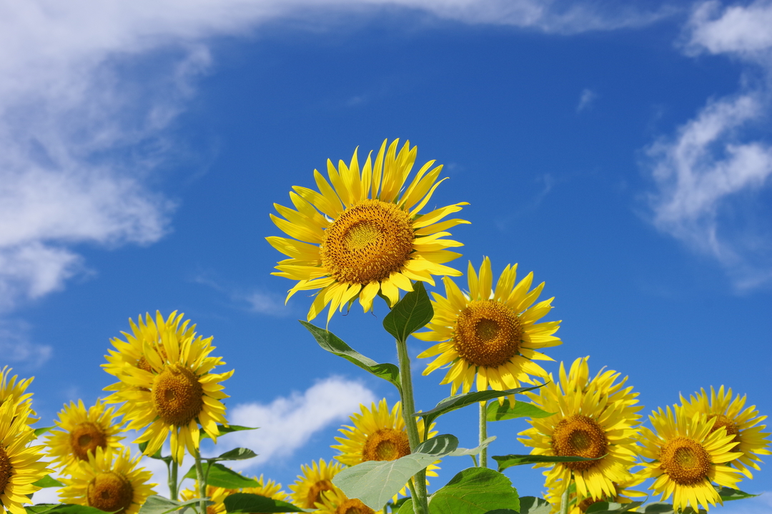 Thumb 457206cb 80d3 41c6 8cb9 8ffbb794f634