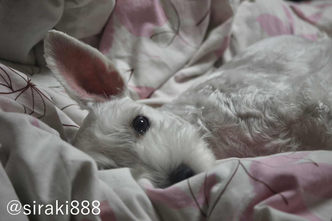 Thumb c751d3aa 55a3 479b 8a56 c0d09044ece8