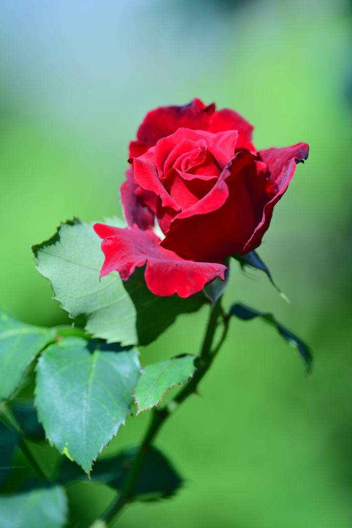 Thumb 204c561e 9014 4dad 8b42 86b4e6215be0