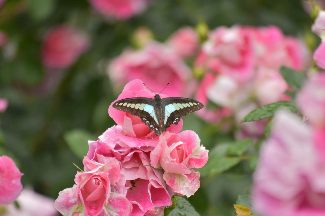 Thumb 5f744eb6 8bc3 4cdd 83ae 55562a534d44