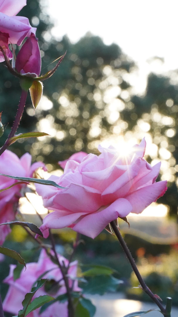 Thumb 3168954d 6556 4b88 9997 5b76d8416516