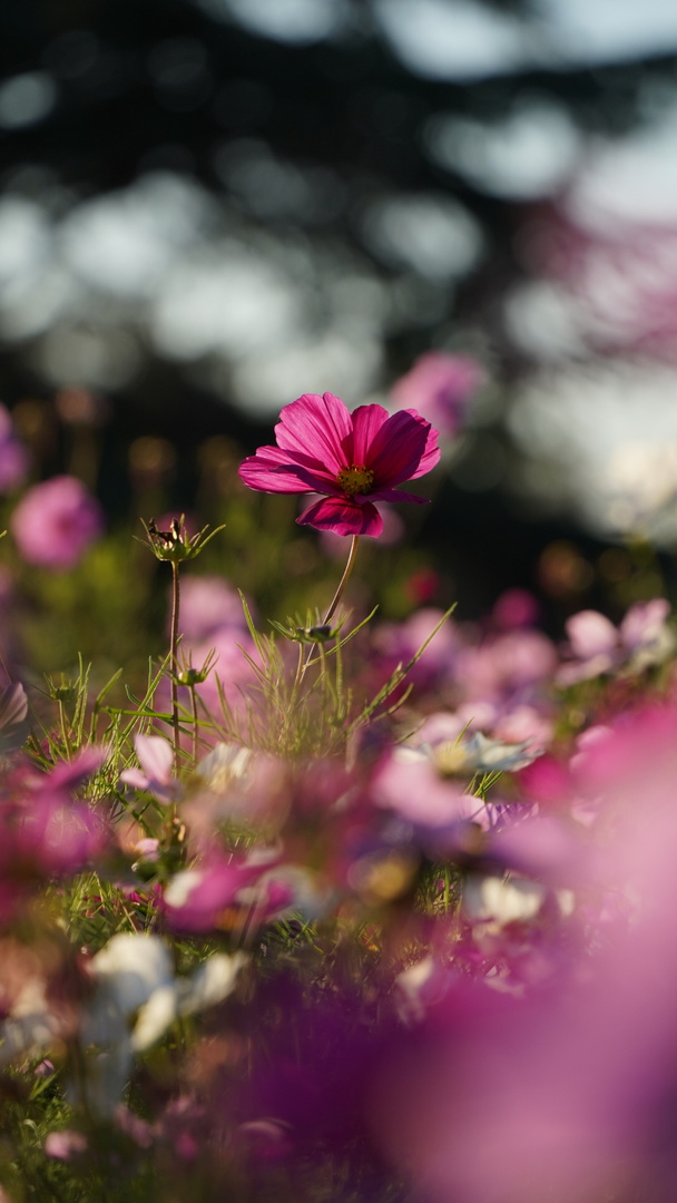 Thumb 2e122f3c 1373 441c 89f4 6bf7177f4f08