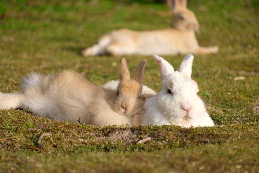 Thumb 95443ae7 7180 4eda 9398 7906029063e5