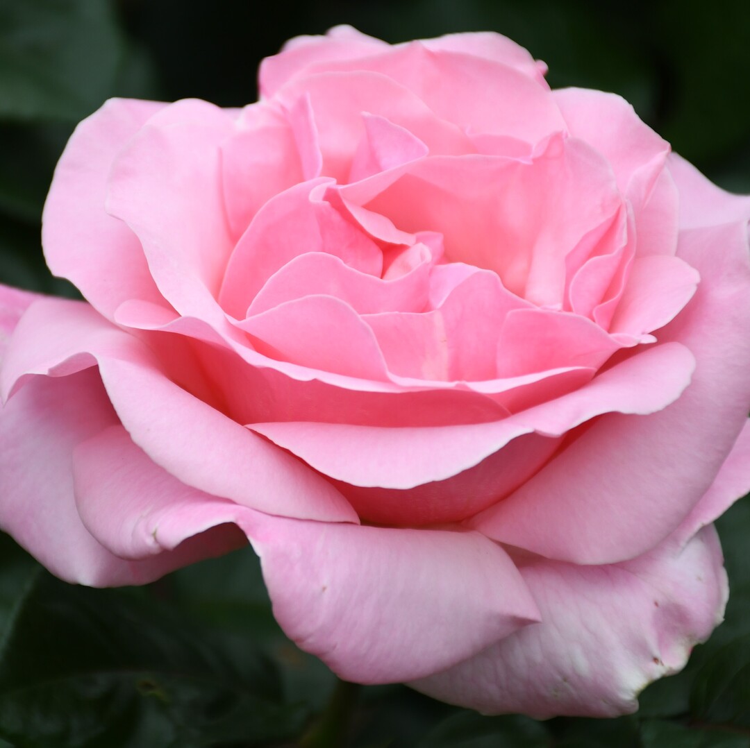 Thumb d699a37b 2cdc 4c5e 8949 c625d9aea402