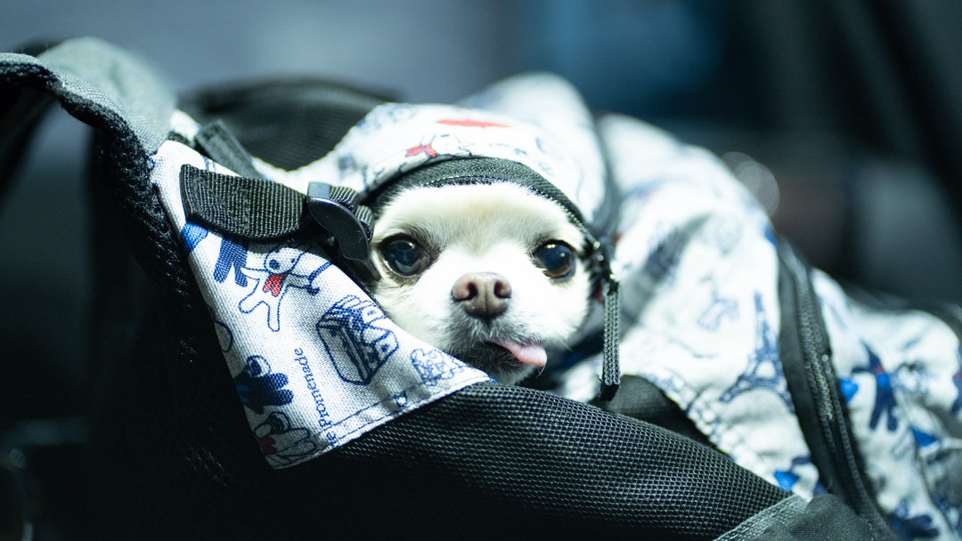 Thumb 2614c4b9 0a8e 40f6 85ec e8bd1c78add9