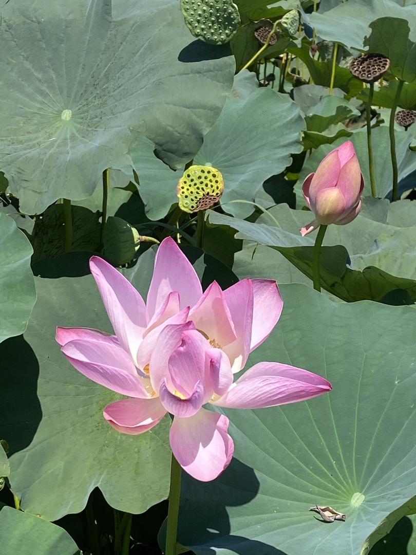 Thumb 7b265ba5 d0e8 4de7 a0e1 bc2eeda83b74