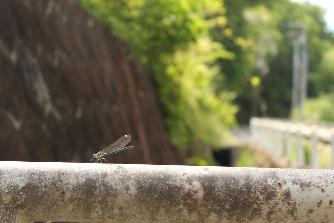 Thumb 356ff036 9326 4979 bc27 34c04a4f54aa