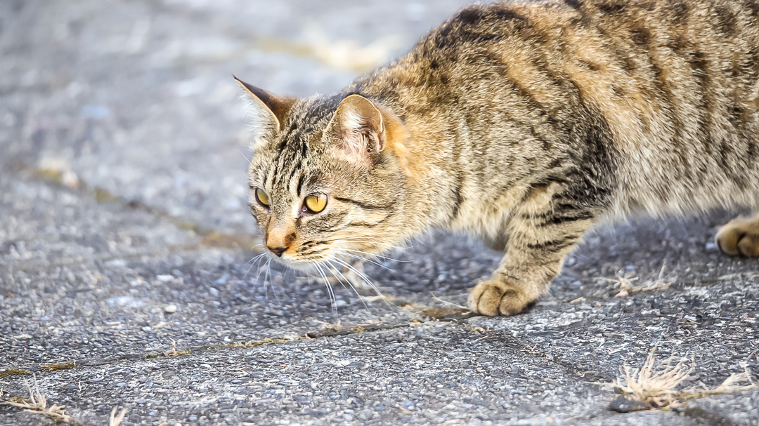 Thumb 36e9e6d1 6b5a 450e be39 f92d26595cd0