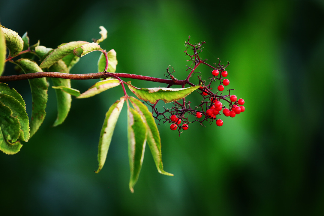 Thumb 7f82ff3f 95ed 4cb4 8cf5 1e8e8617b3af