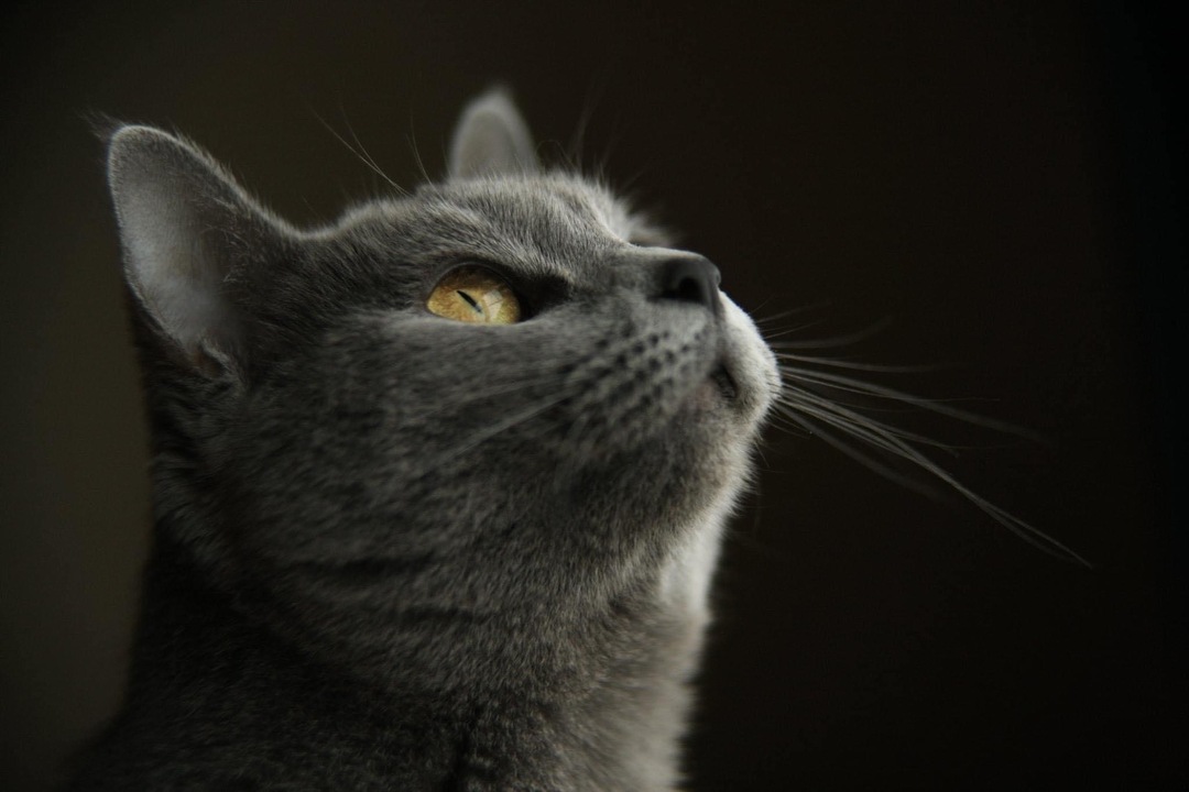 Thumb d8284704 b224 4c5c ac0d d65752371138