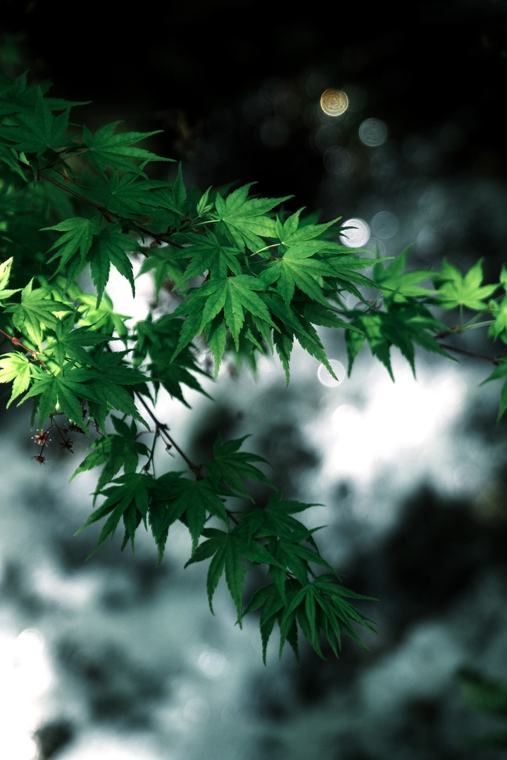 Thumb e96dc005 d02f 4502 8779 30eeb9cea00b