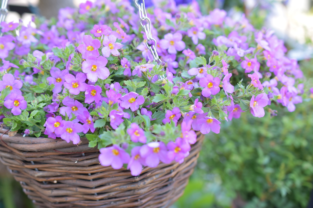 Thumb 77f72636 d7b8 4e91 91a8 04288c839ee9