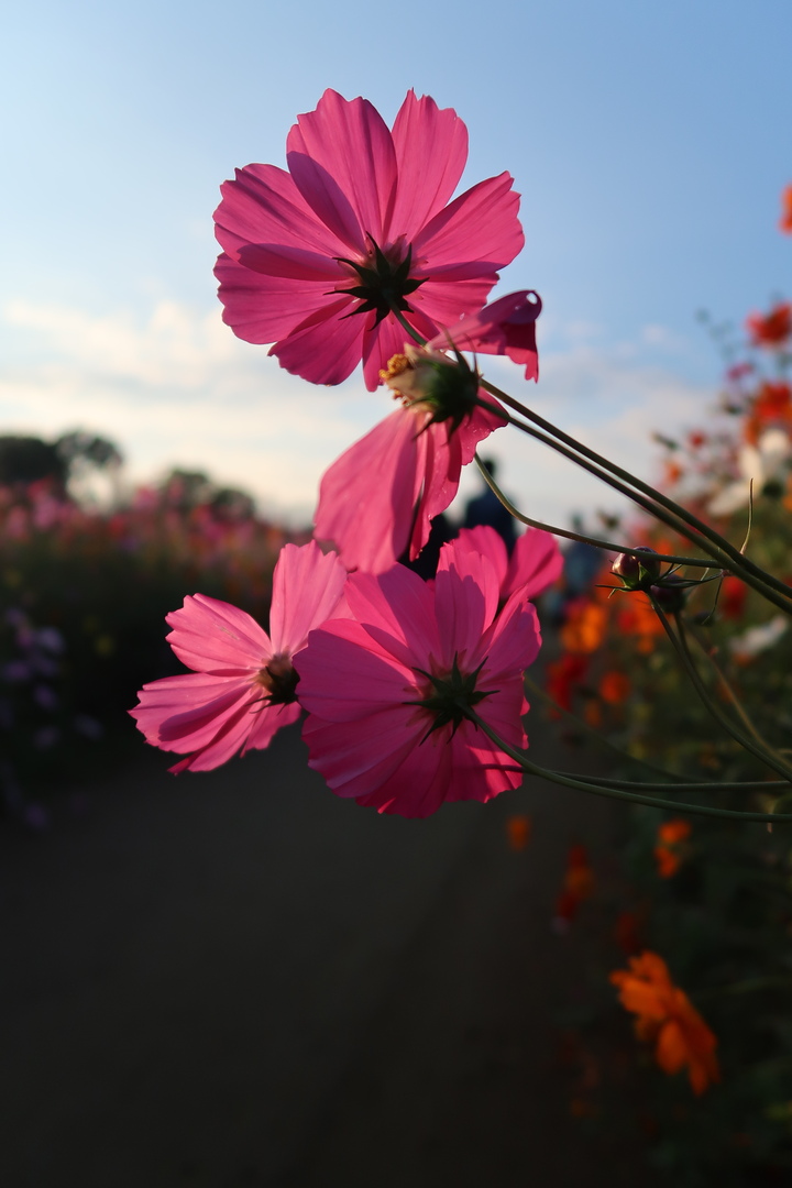 Thumb 073f2d35 a595 44d0 9472 add9a44740ee