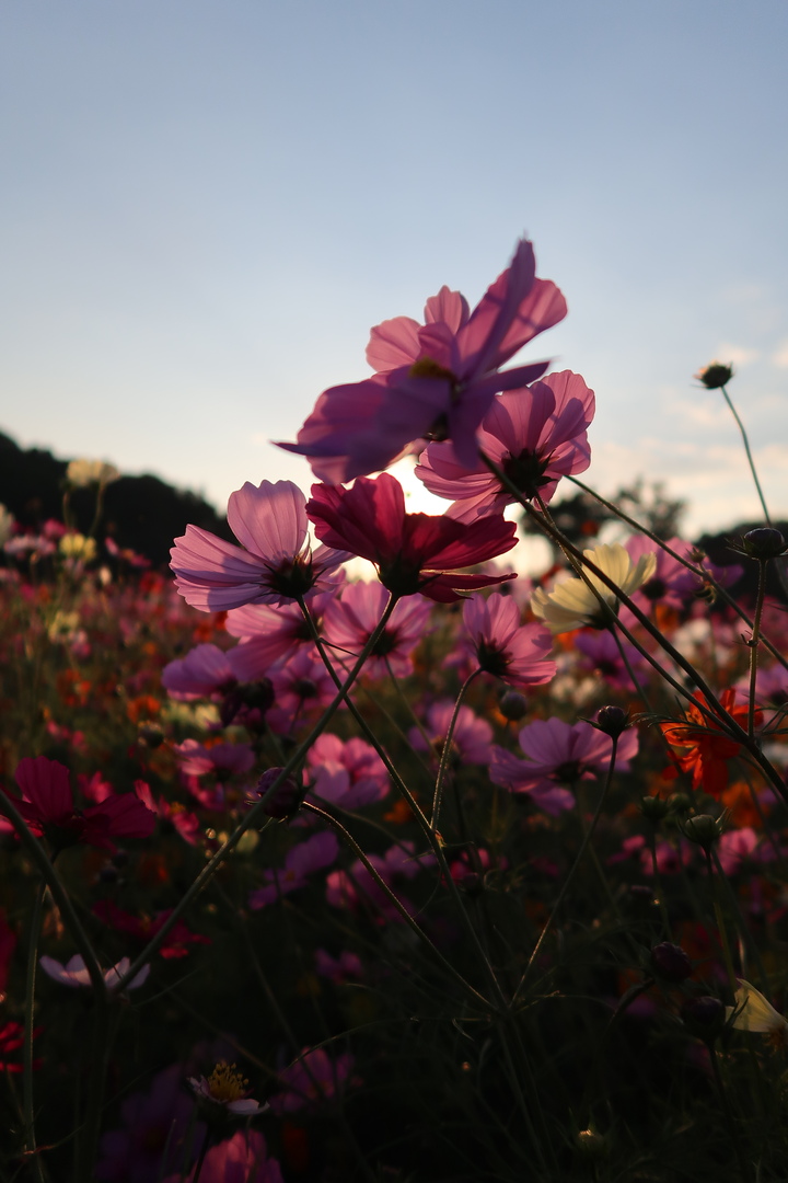 Thumb 32b90801 75cc 46cd 93b1 da5371a16844