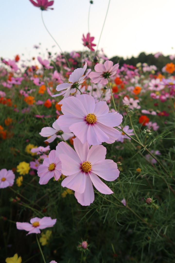 Thumb 8c2dadc5 67b6 481f bfd5 b681cd4eeec0