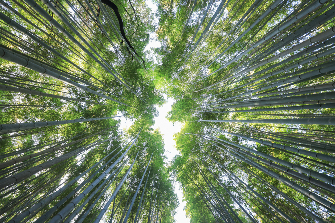 Thumb 2be61ef2 877c 48eb bec6 1197d61e18f4