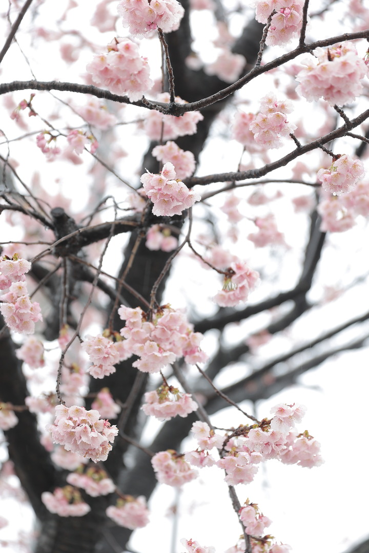 Thumb 70705dde 485f 4b98 b083 dc83580b9190