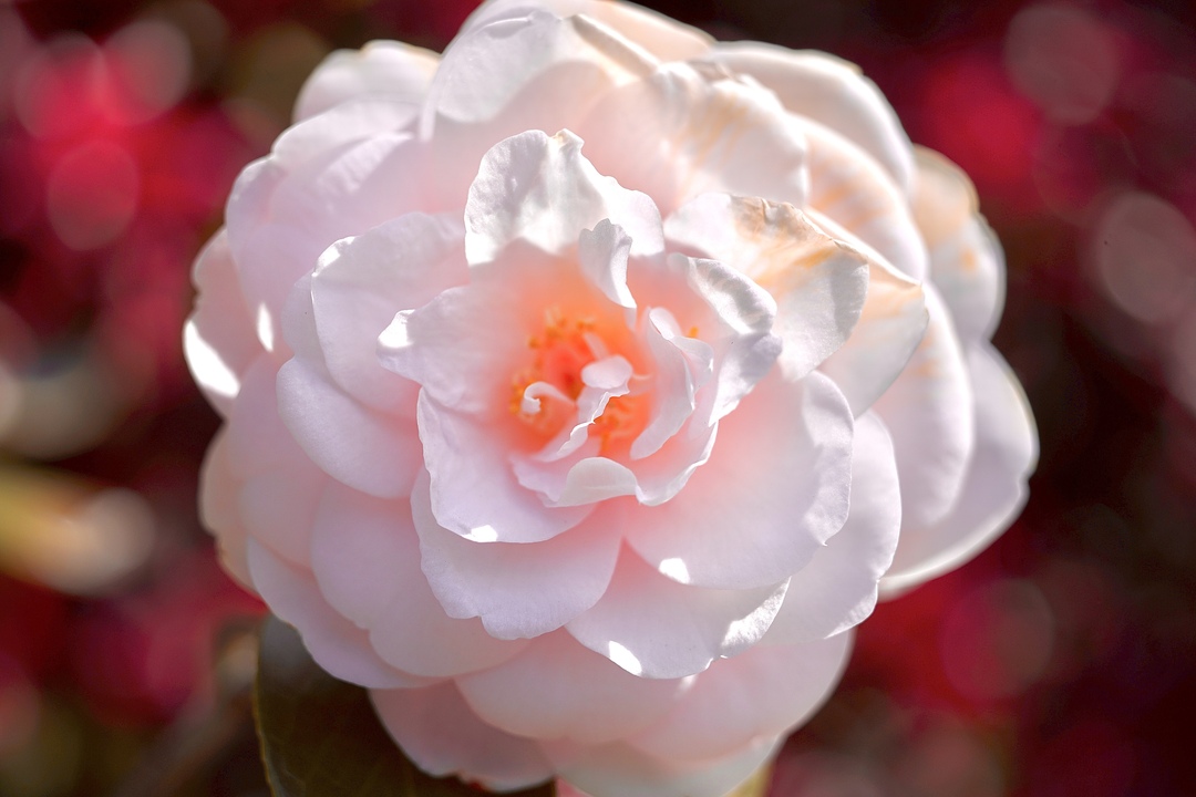 Thumb 60bf7dad a234 4ff3 af8c 284f578934bf