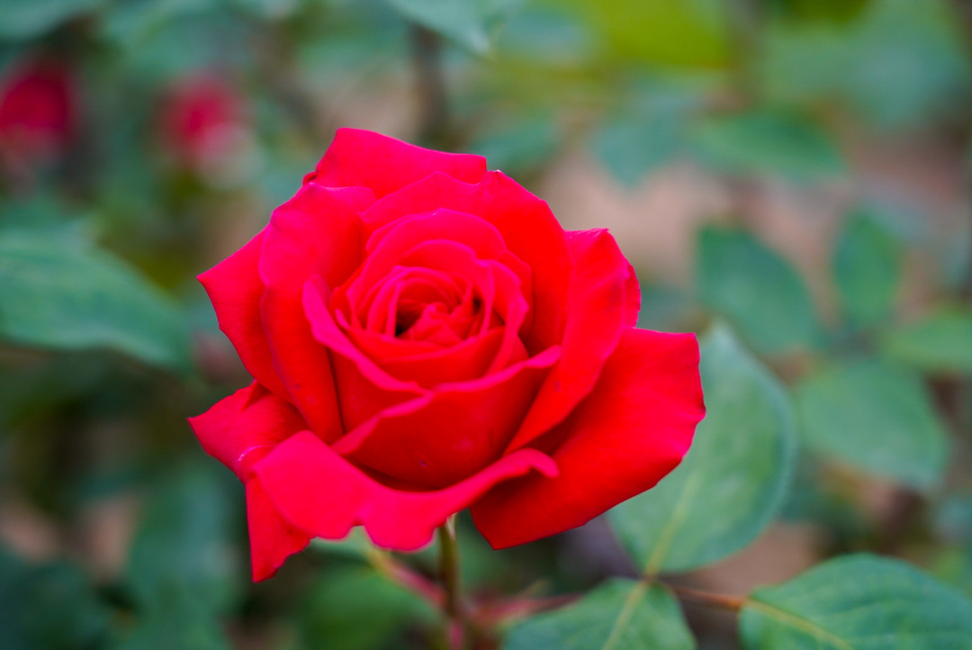 Thumb c44d4e38 46f4 49e3 a1ae c012c34a81d6