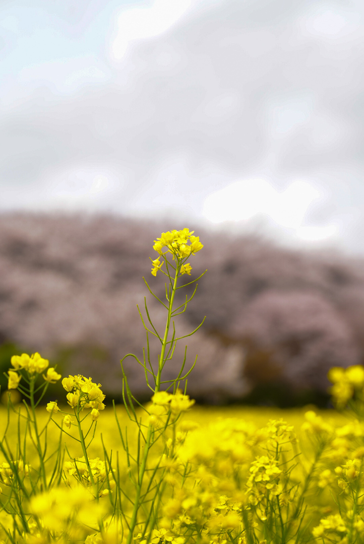 Thumb a7593582 3525 4797 950d 9401514c0f92