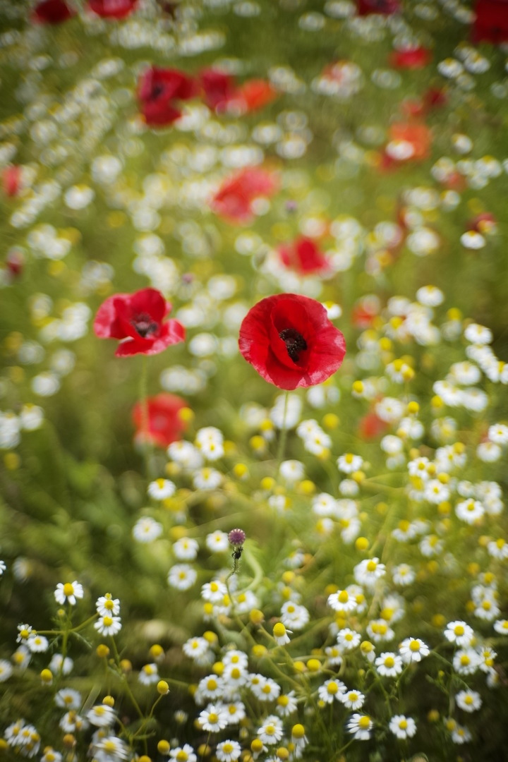 Thumb 96a8a8e7 5b4b 4cbc b327 62856d9cdb38