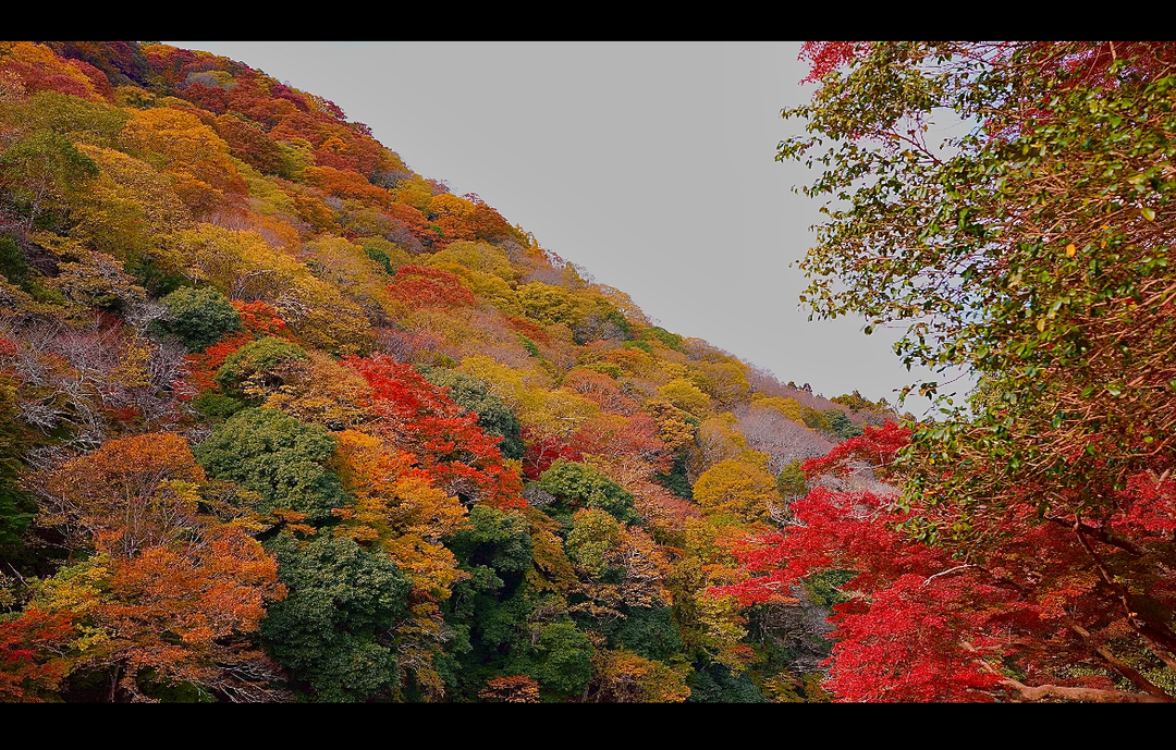 Thumb 4532e1d8 d518 400b a8aa 340dc763d12e