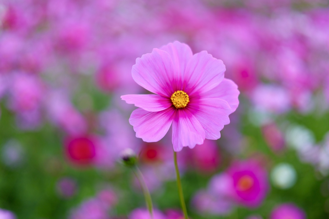 Thumb 04543249 9135 41a4 91fb 831a226b3bbe