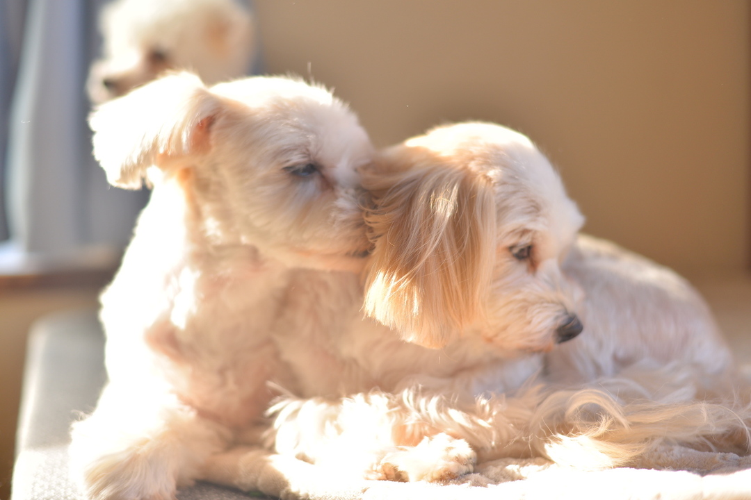 Thumb 6f580d25 7b9f 40ae acd0 c8df7fee6392