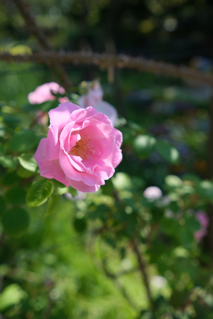 Thumb c8fb75a0 8433 472c af38 1d4e52b2ba01