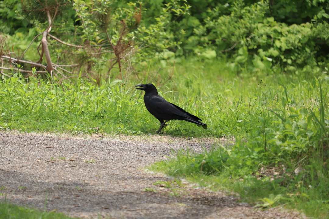 Thumb 519387a1 50a7 435c bdb5 a5514b69ced8