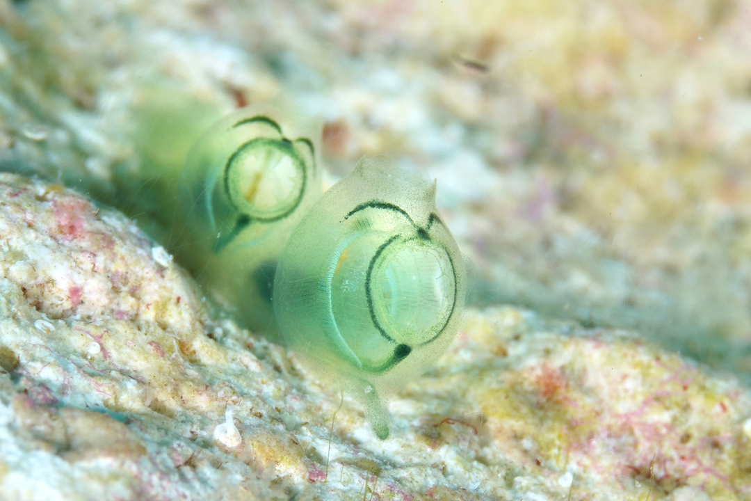 Thumb 1044eb92 78dc 458d a8f0 a76ed2220aaa