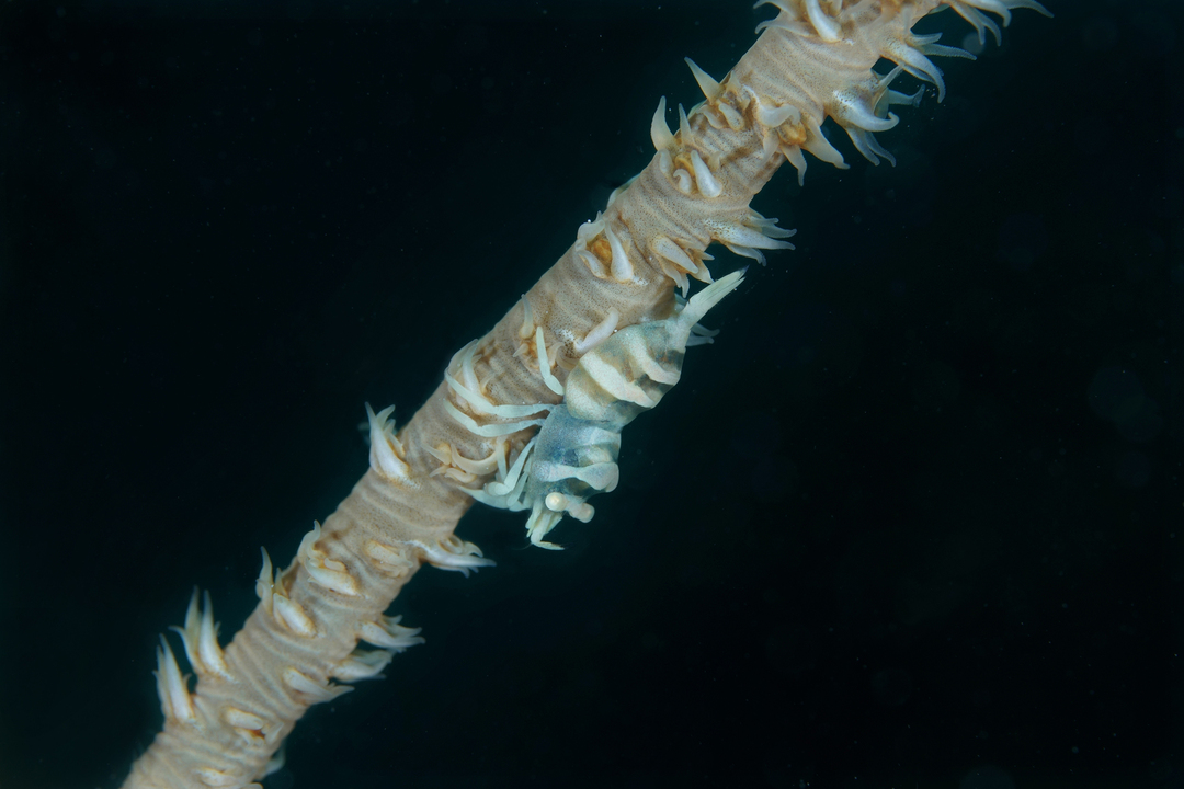 Thumb 7867fdb0 1581 44ad 8832 9ae0669f9818